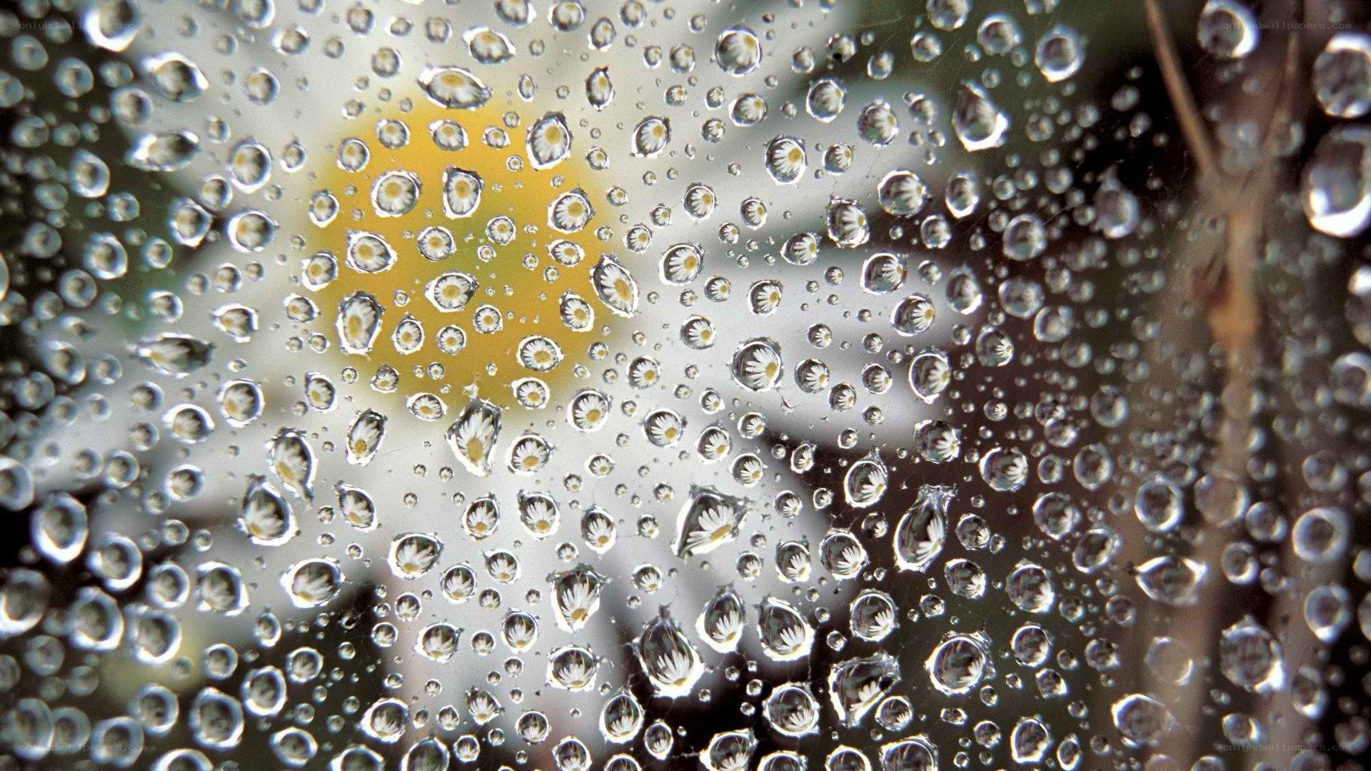 Water droplets on a flower