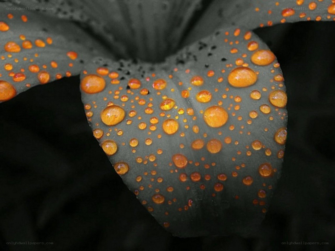 Water droplets on a flower