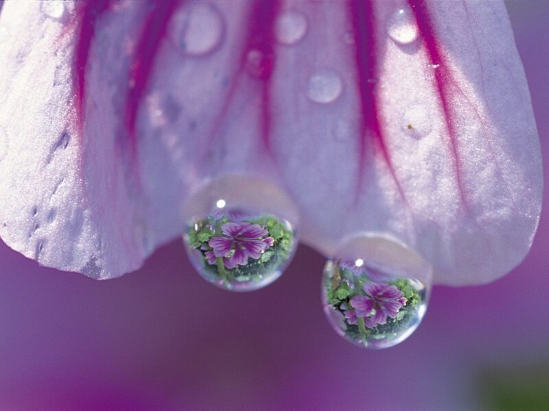 Water droplets on a flower petal