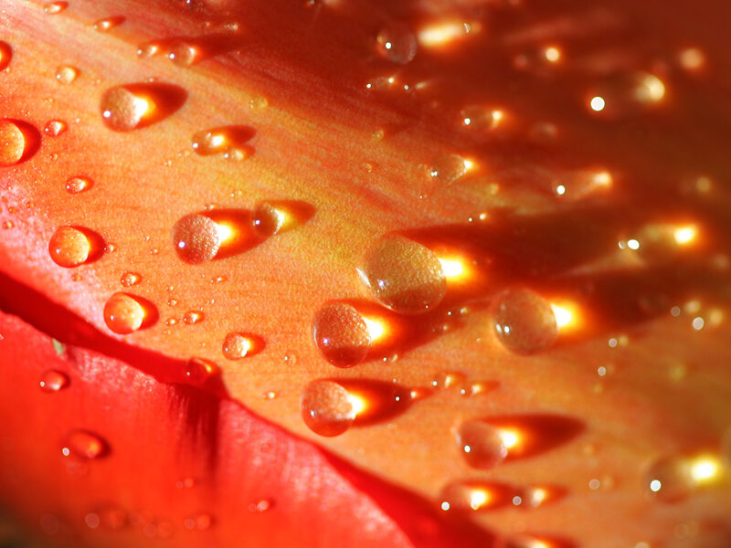 Water droplets on a flower petal