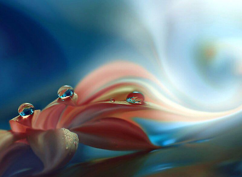 Water droplets on a flower petal