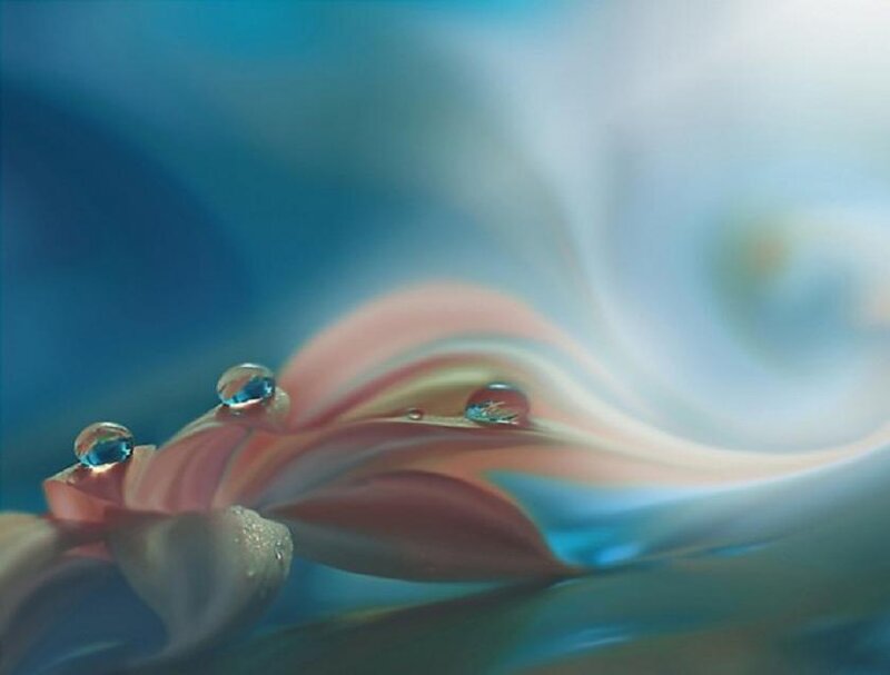Water droplets on a flower petal