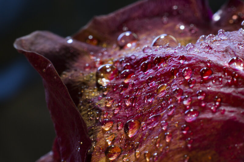Water droplets on a flower petal