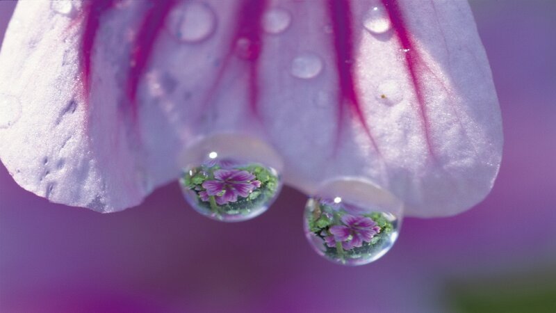 Water droplets on a flower petal