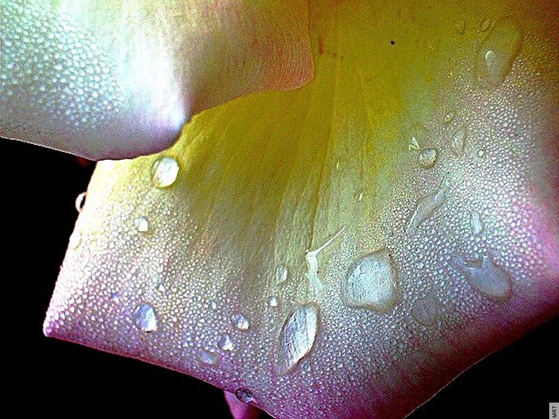 Water droplets on a flower petal