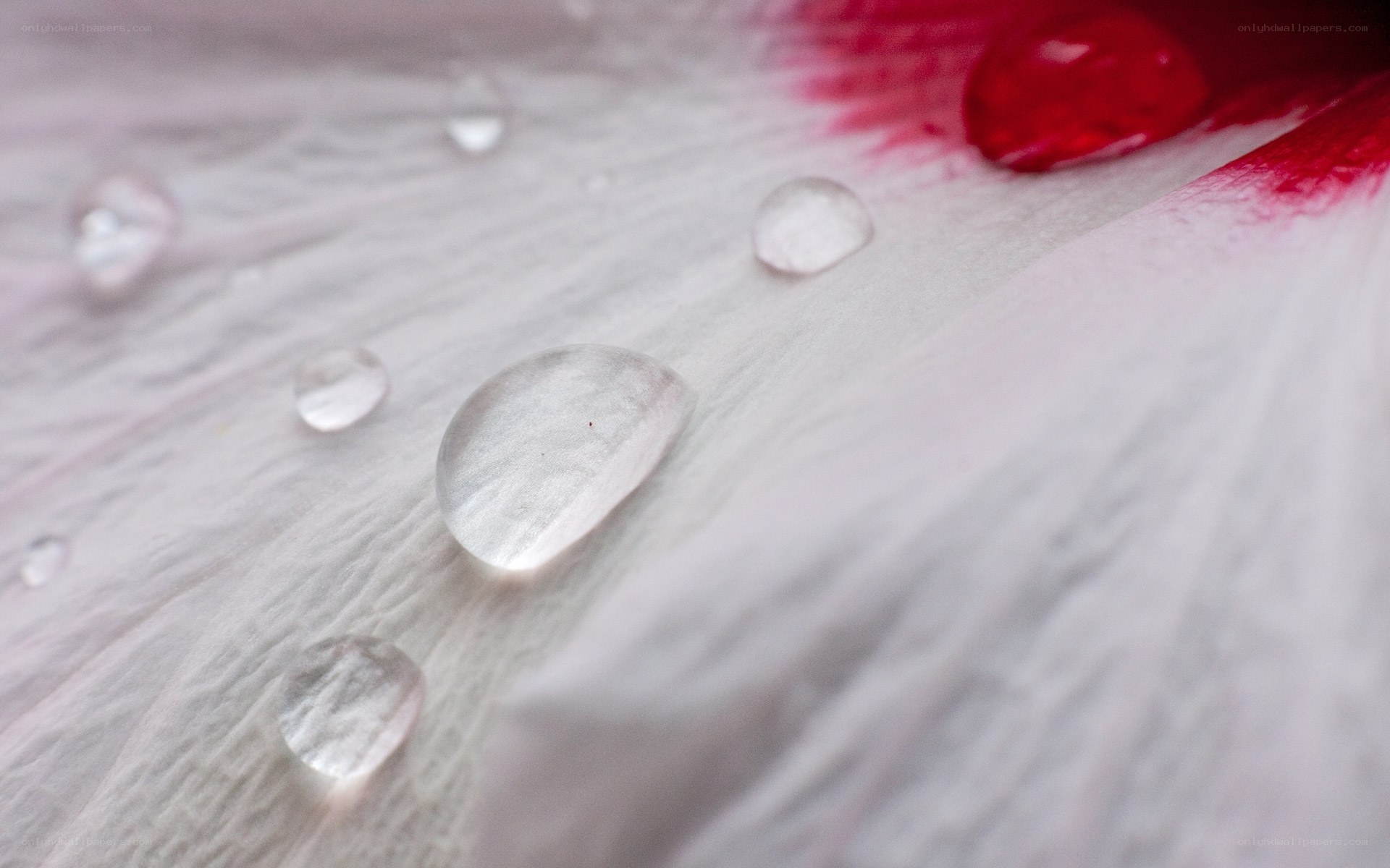 Water droplets on a flower petal