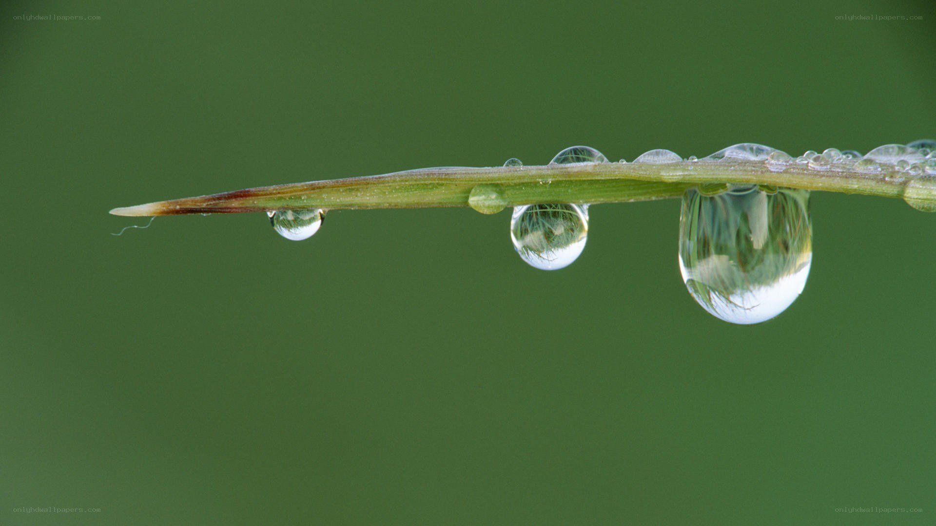 Water droplets on a grass blade
