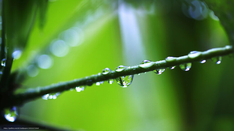 Water droplets on a green branch