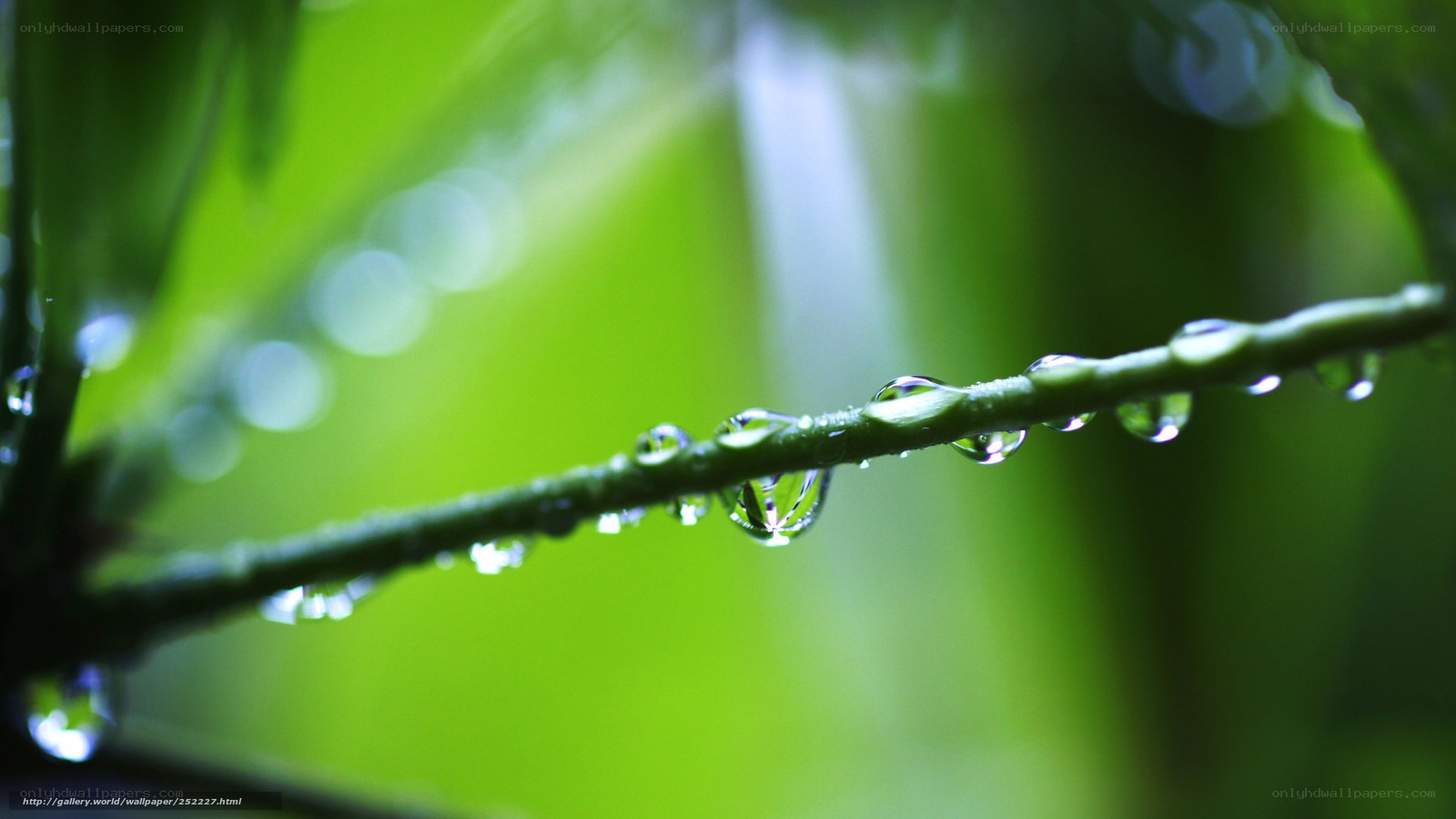 Water droplets on a green branch