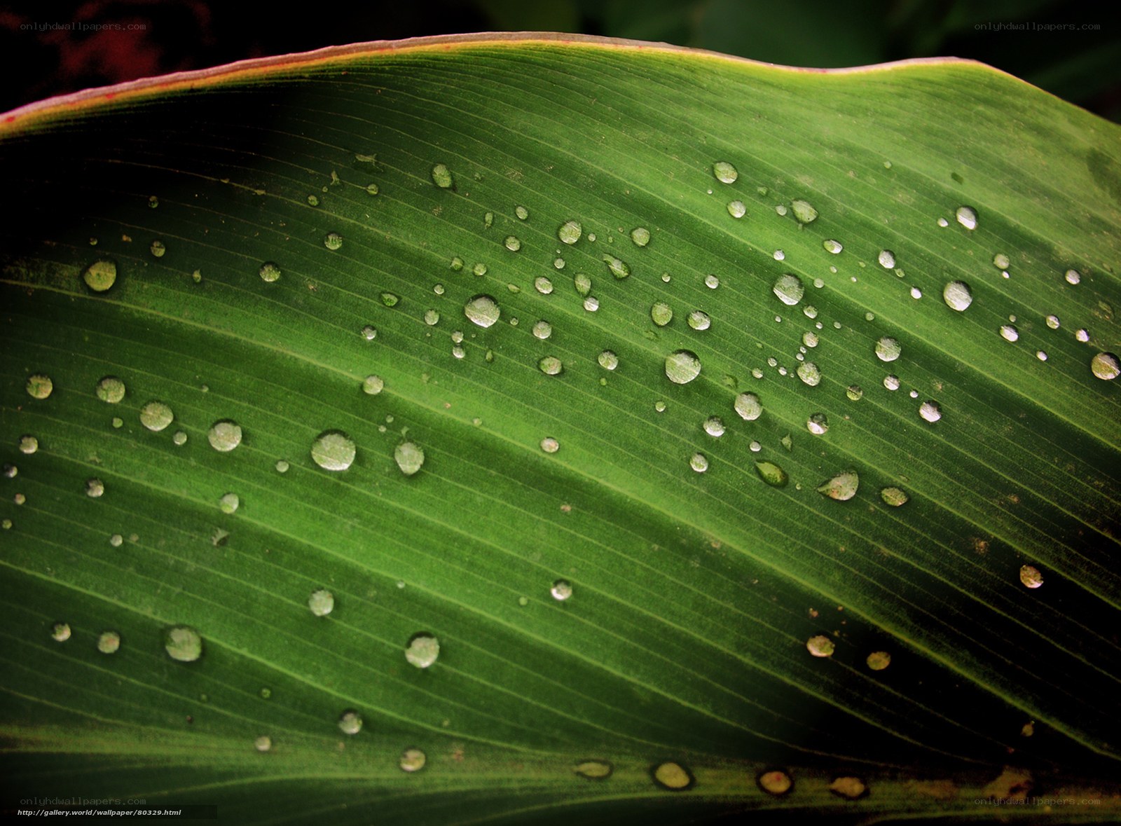 Water droplets on a green leaf