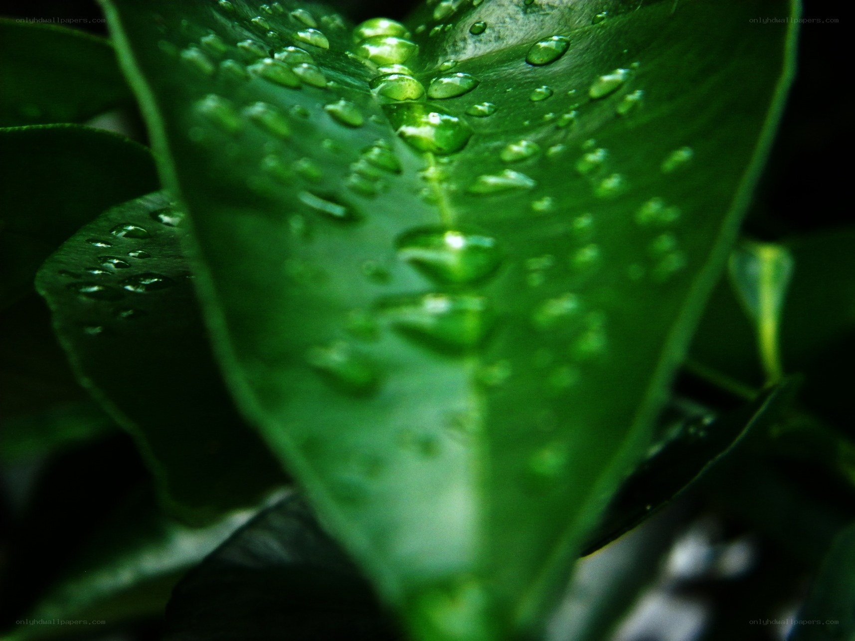 Water droplets on a green leaf