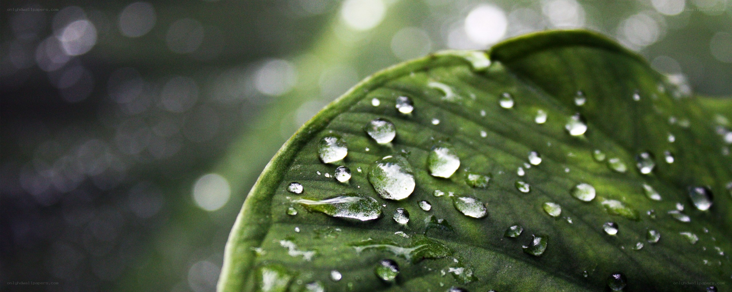 Water droplets on a green leaf