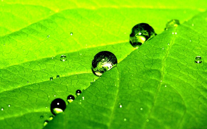 Water droplets on a green leaf