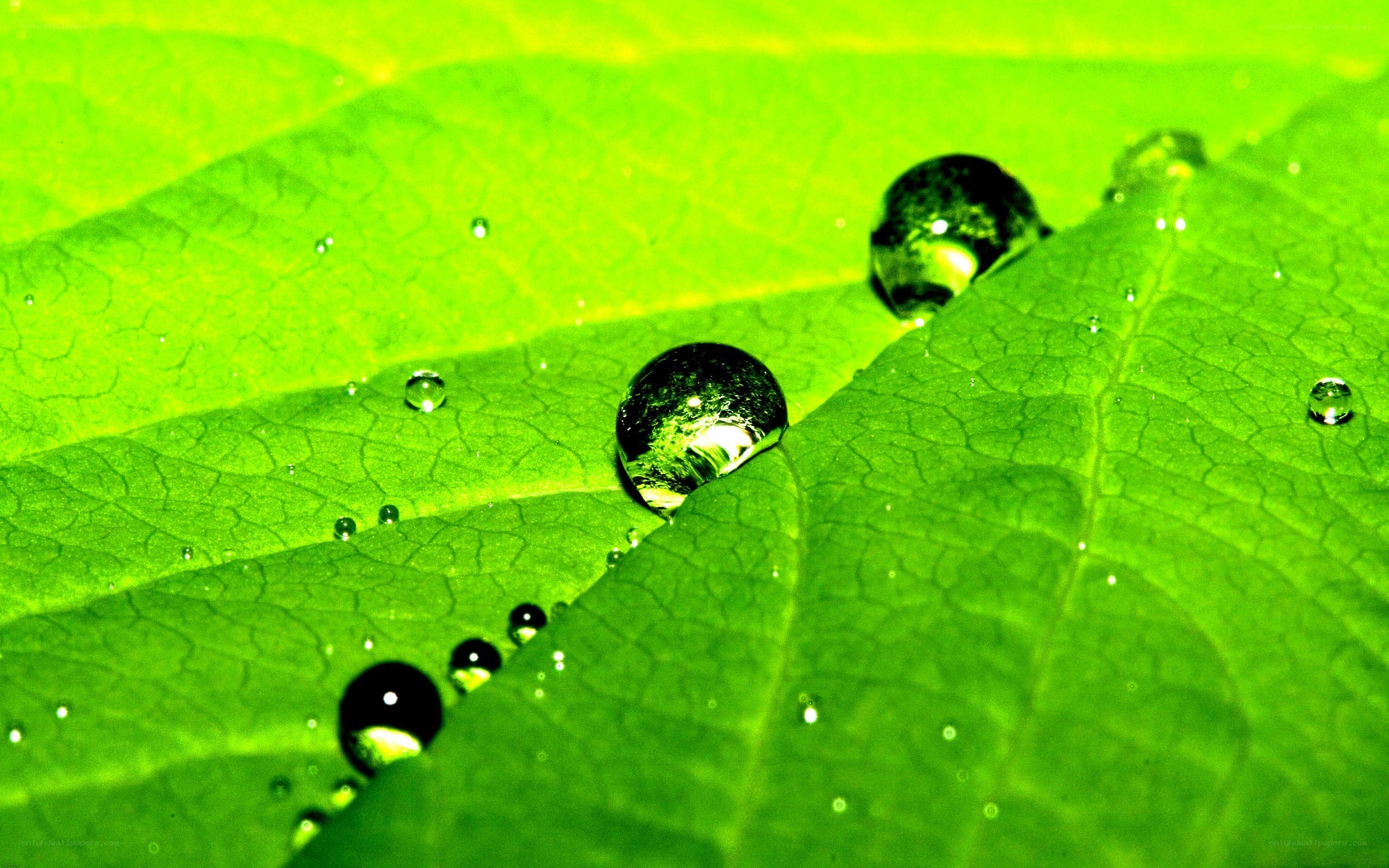Water droplets on a green leaf
