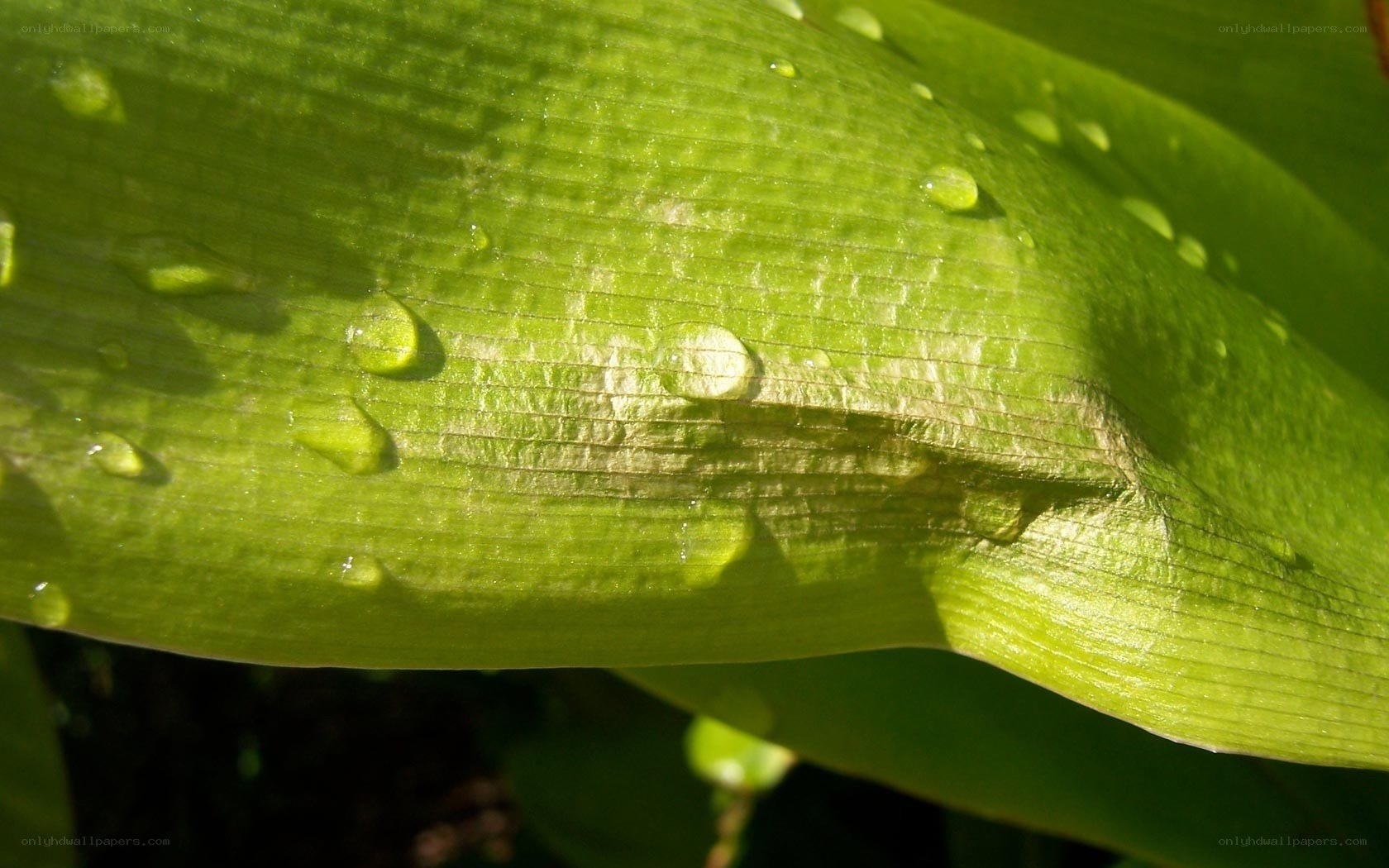 Water droplets on a green leaf