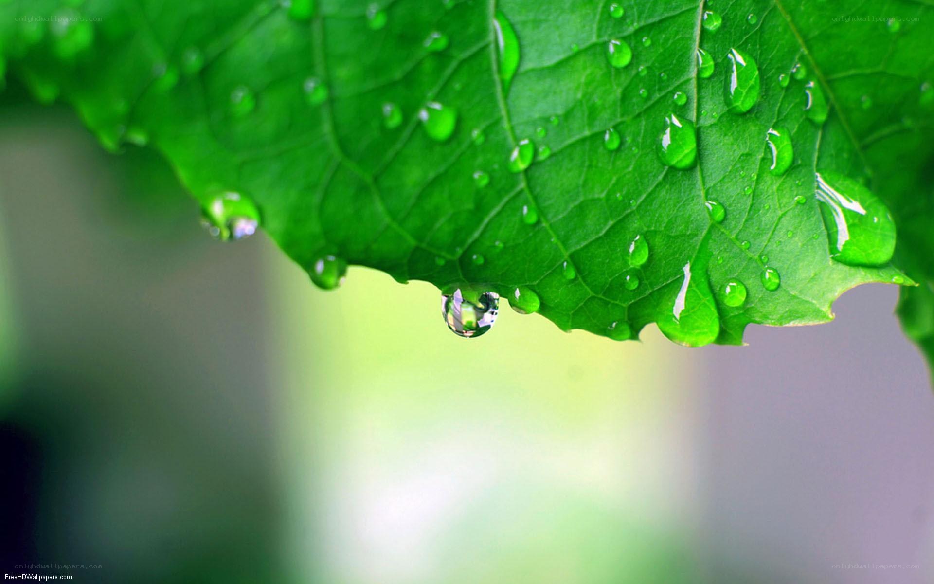 Water droplets on a green leaf