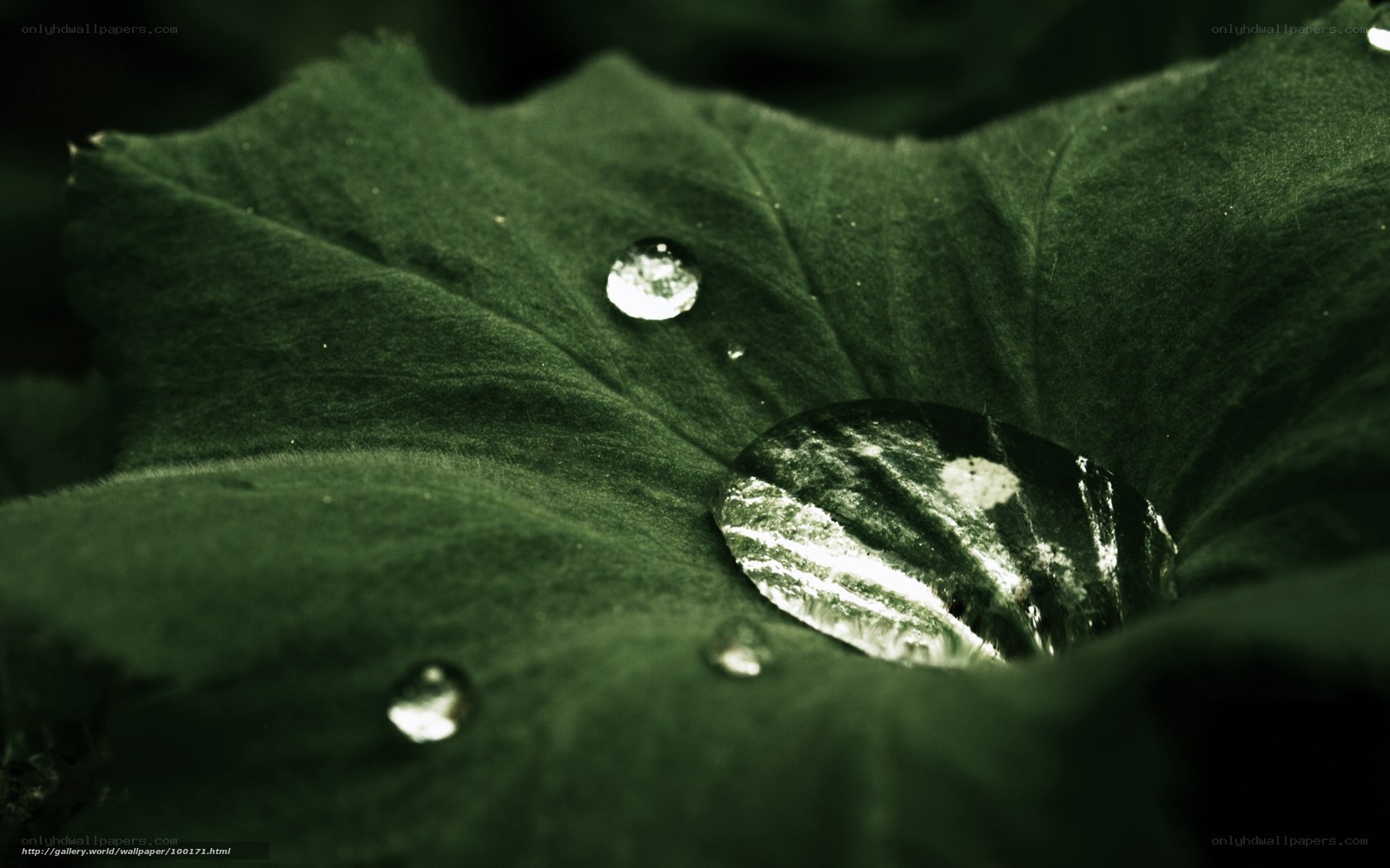 Water droplets on a green leaf