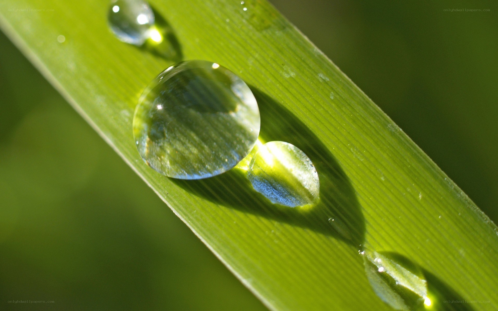 Water droplets on a green leaf