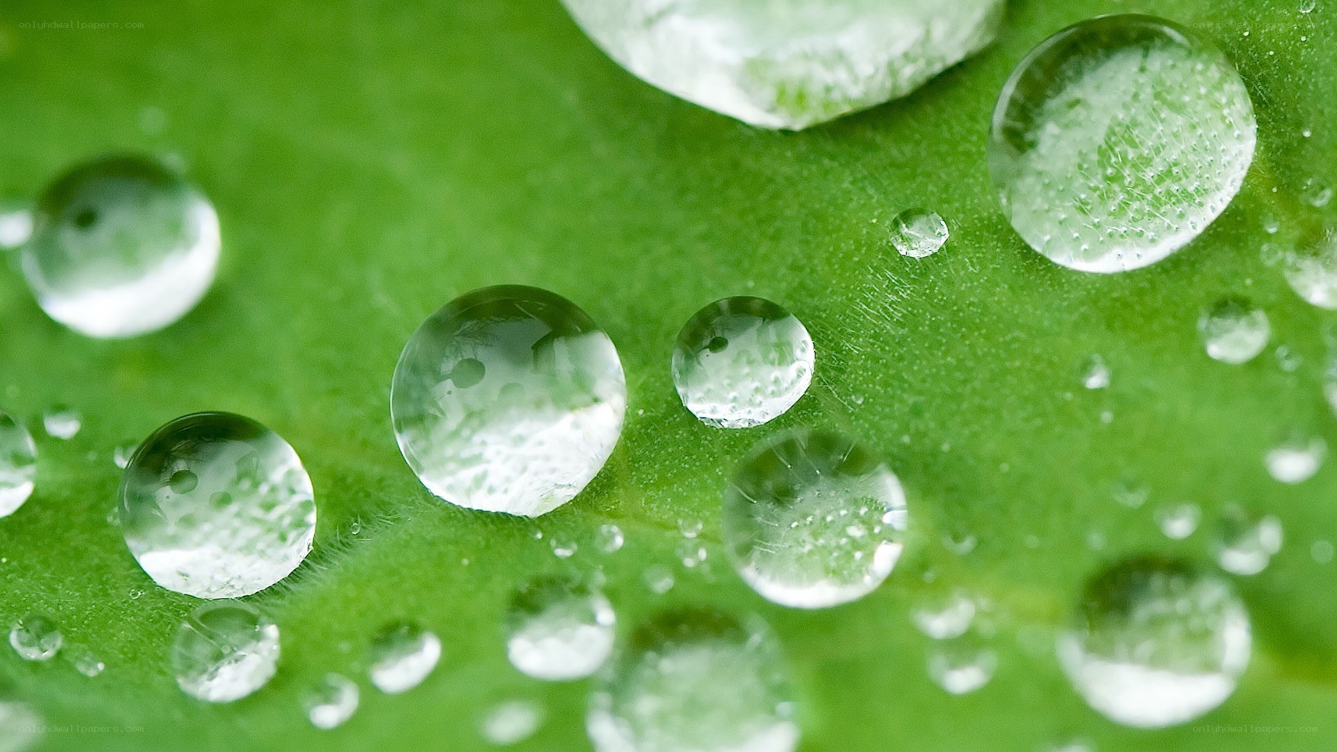Water droplets on a green leaf