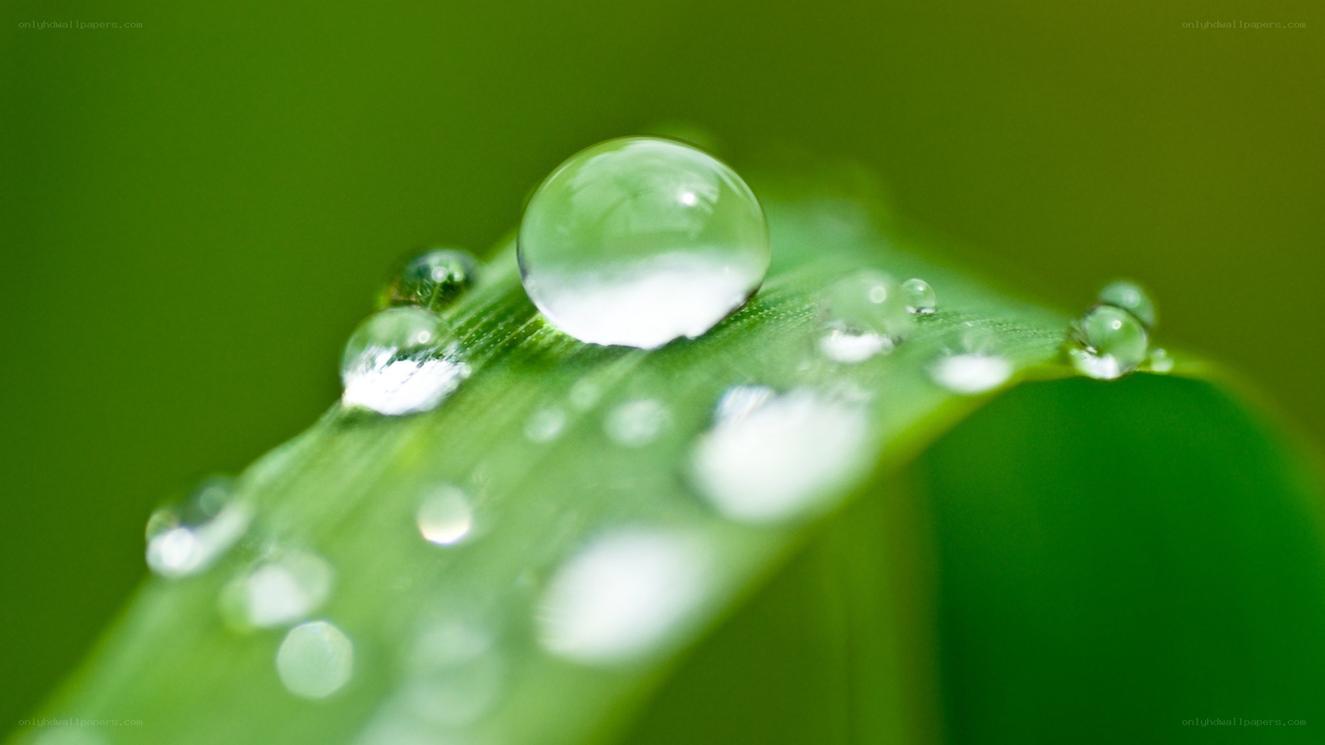 Water droplets on a green leaf