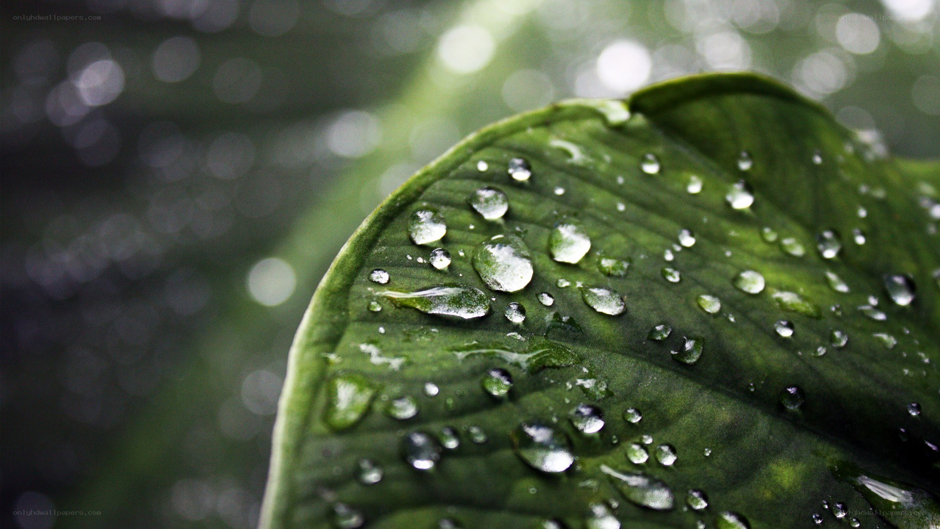 Water droplets on a green leaf