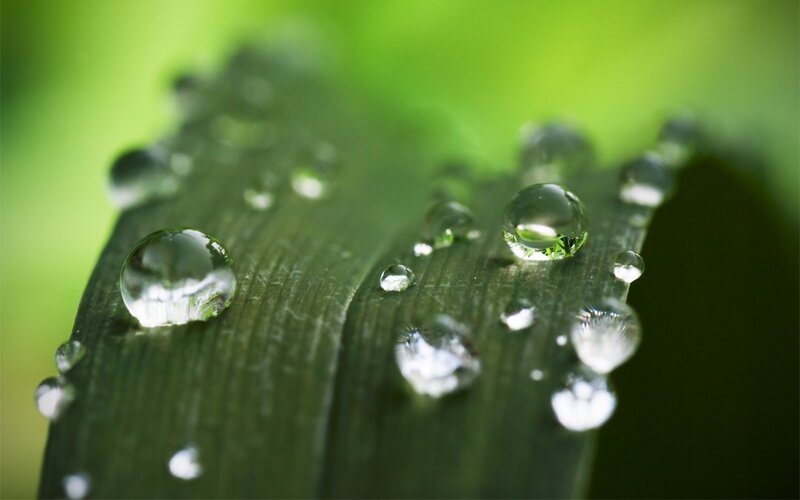 Water droplets on a green leaf