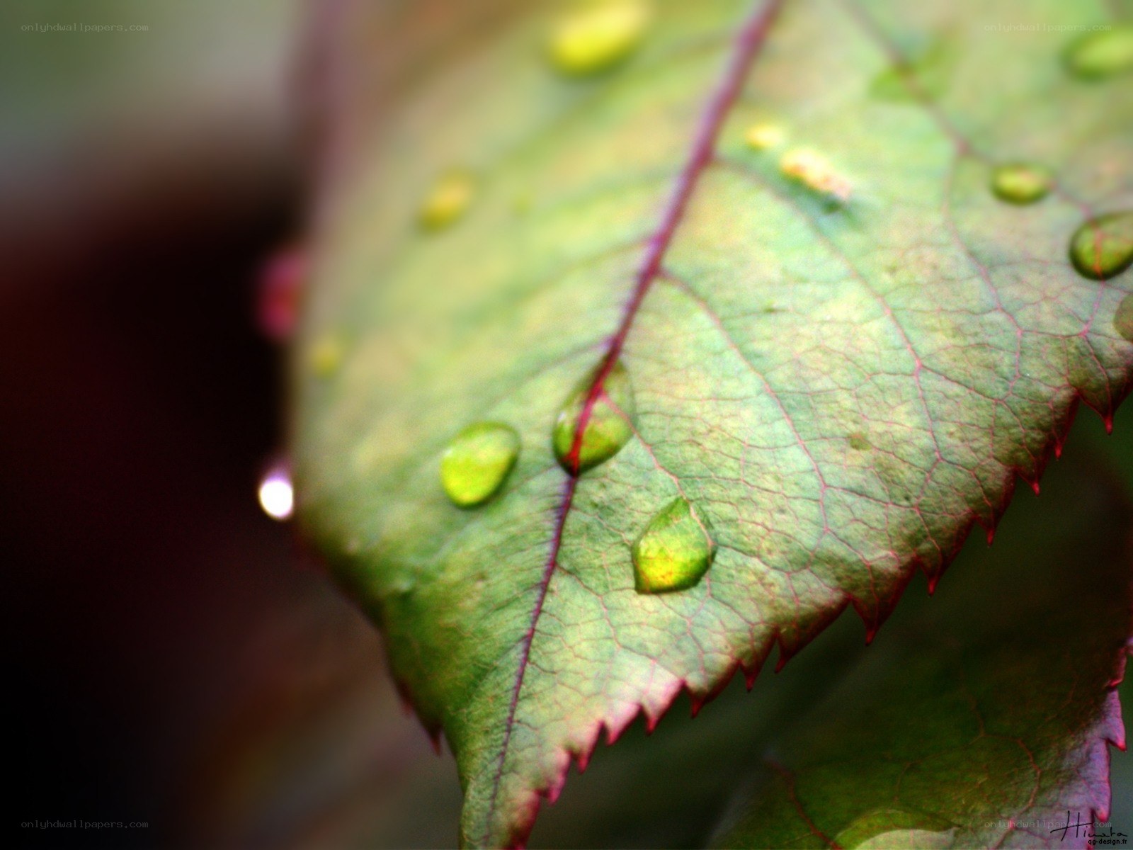 Water droplets on a green leaf