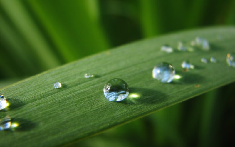 Water droplets on a green leaf