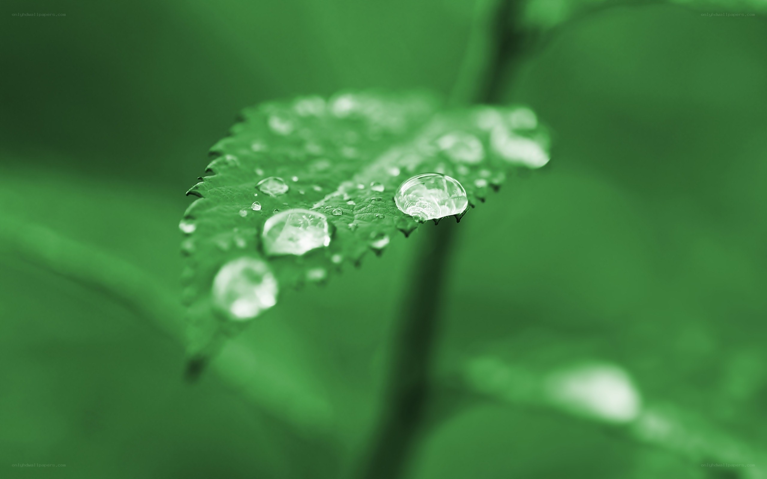 Water droplets on a green leaf