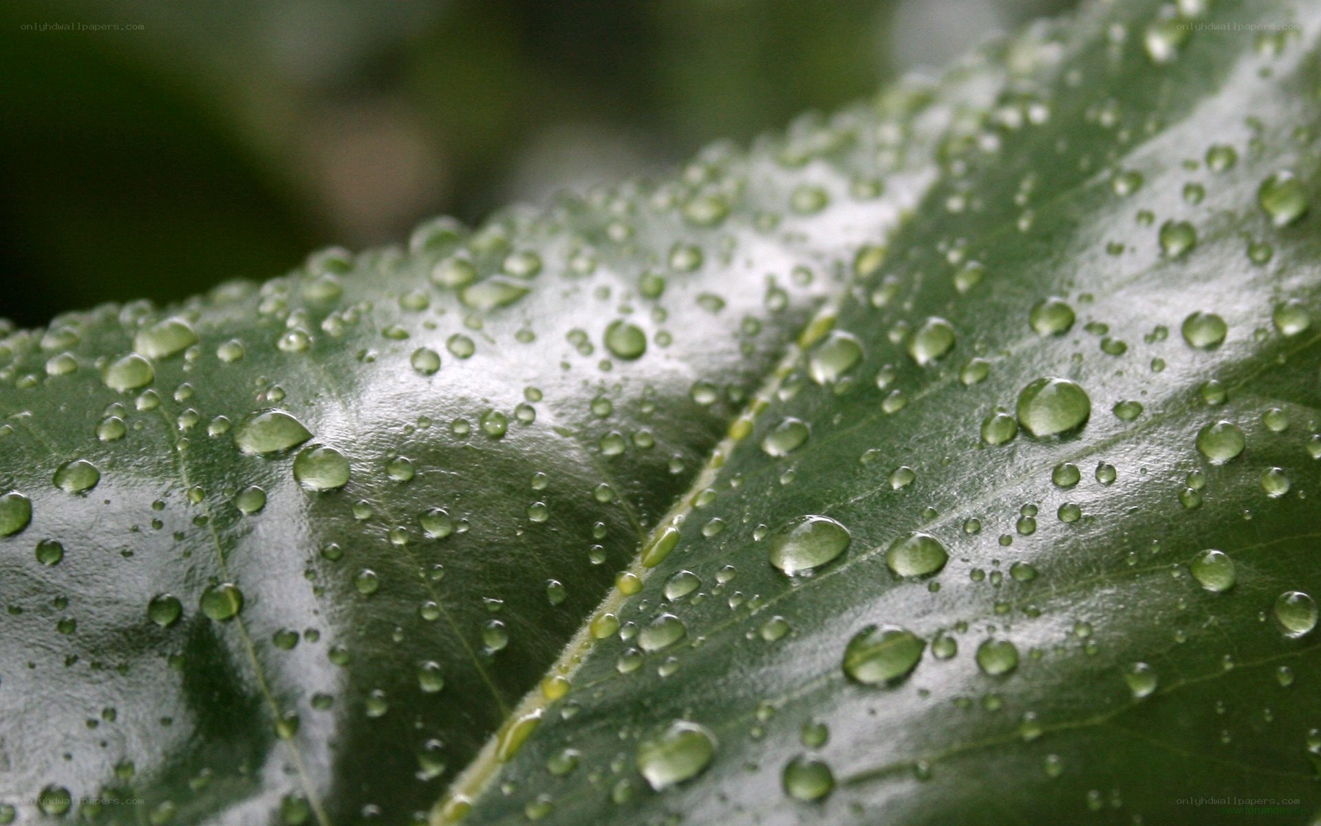 Water droplets on a green leaf