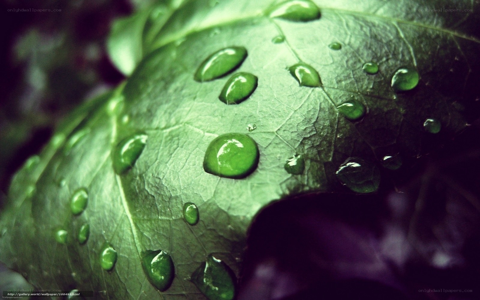 Water droplets on a green leaf