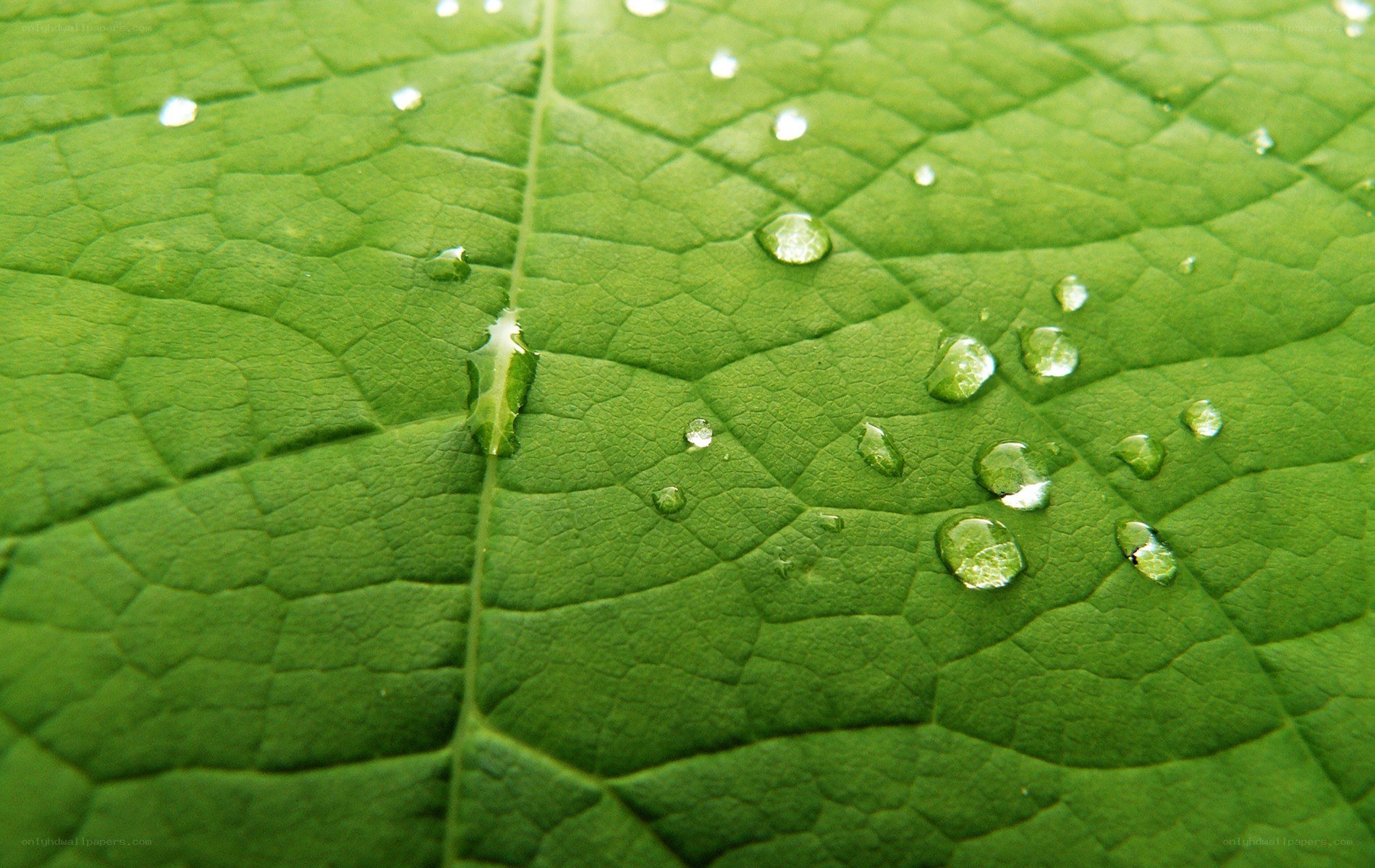 Water droplets on a green leaf