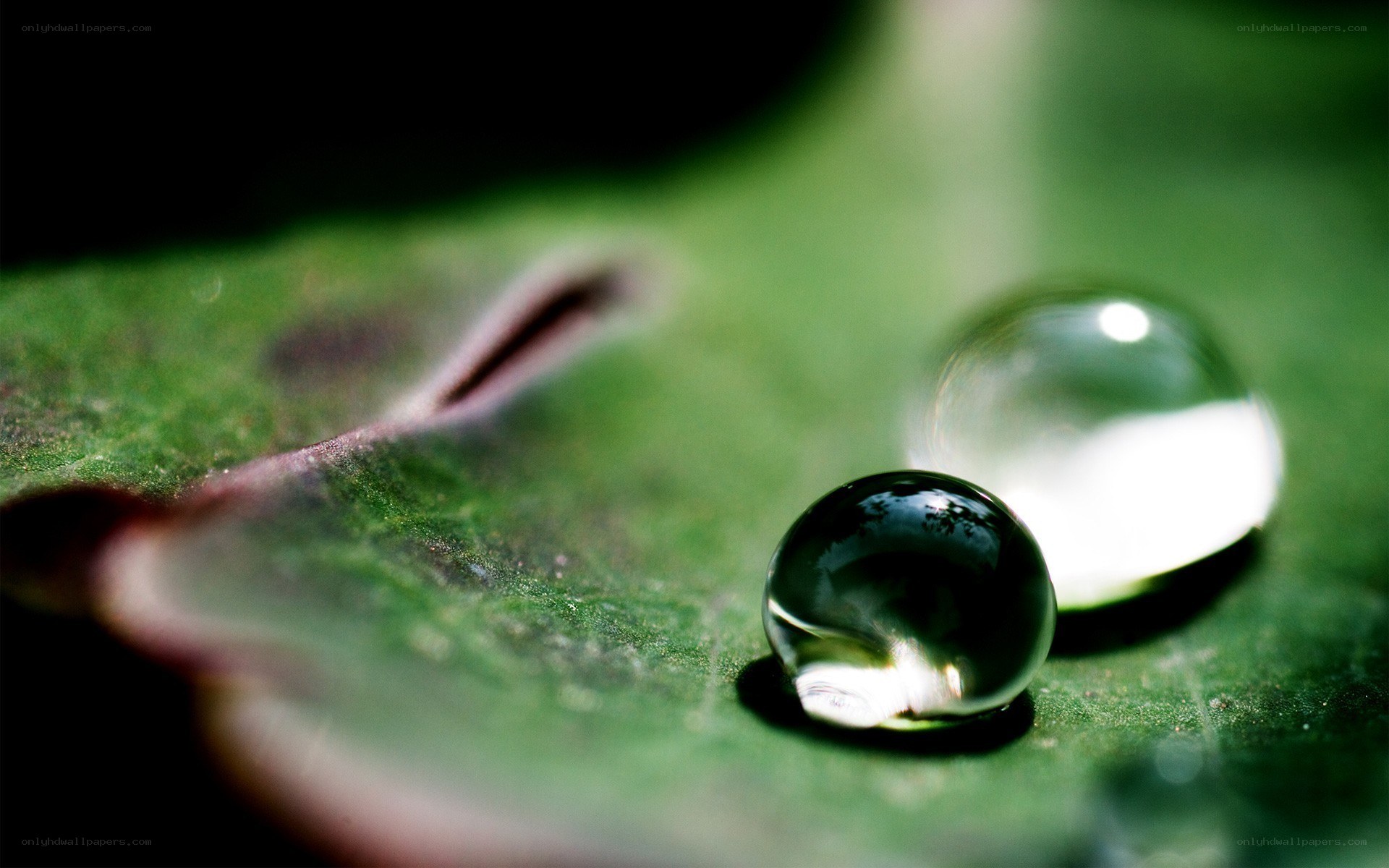 Water droplets on a green leaf