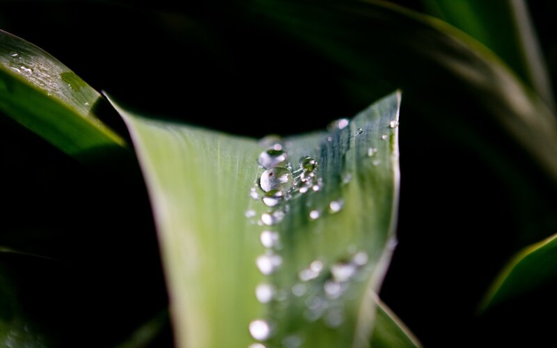 Water droplets on a green leaf