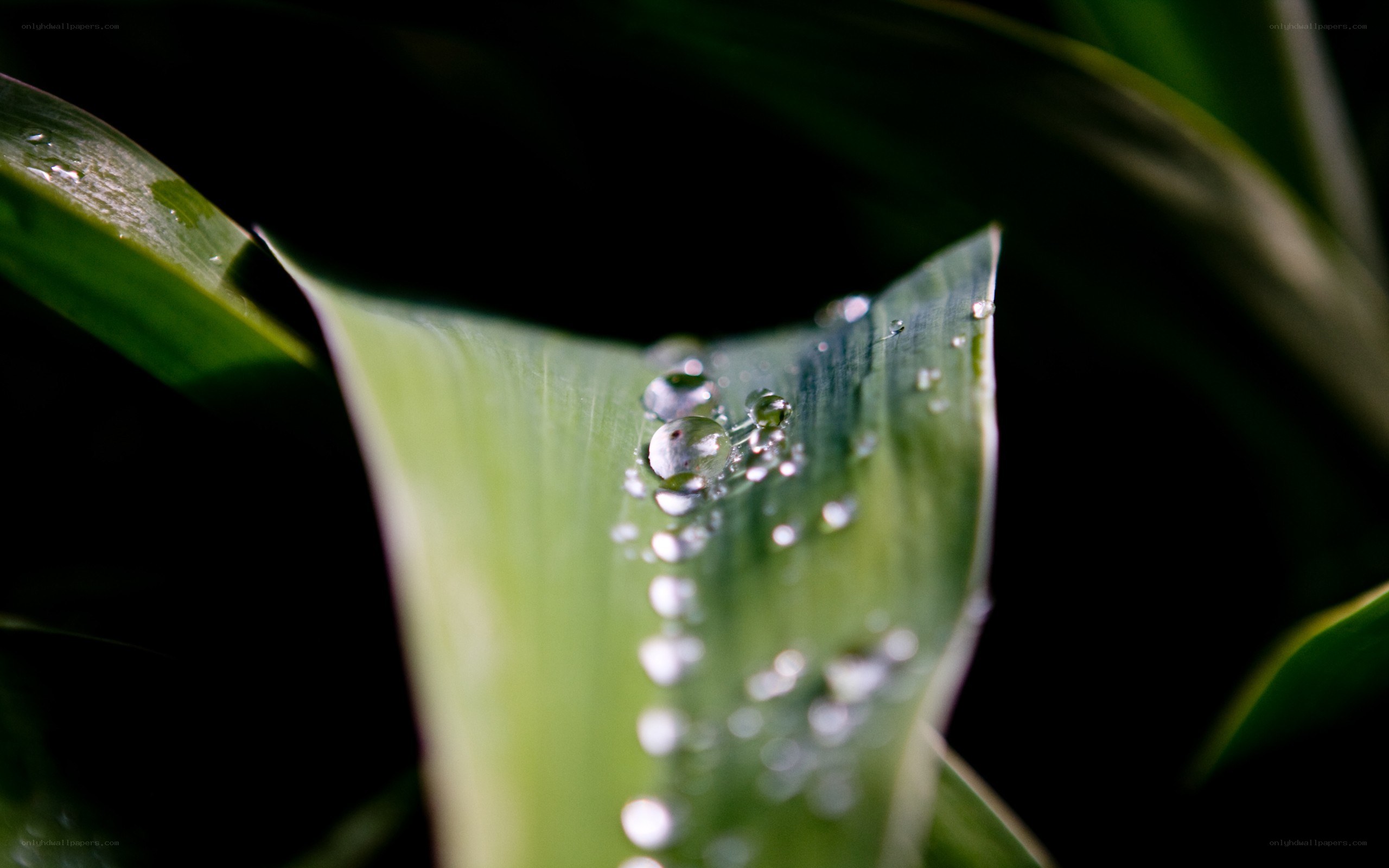 Water droplets on a green leaf