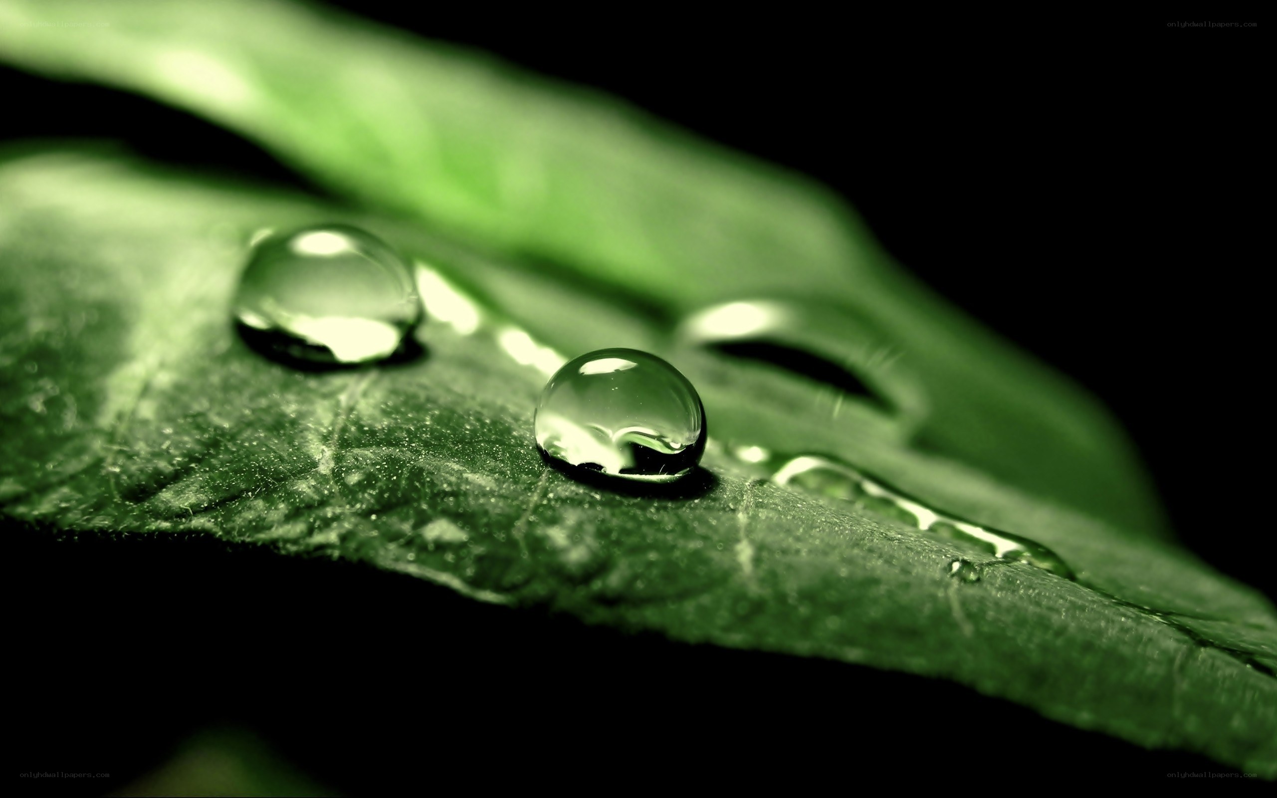 Water droplets on a green leaf