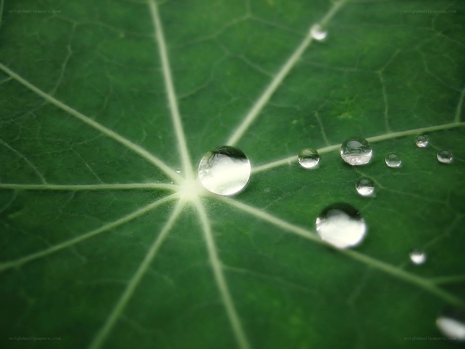 Water droplets on a green leaf