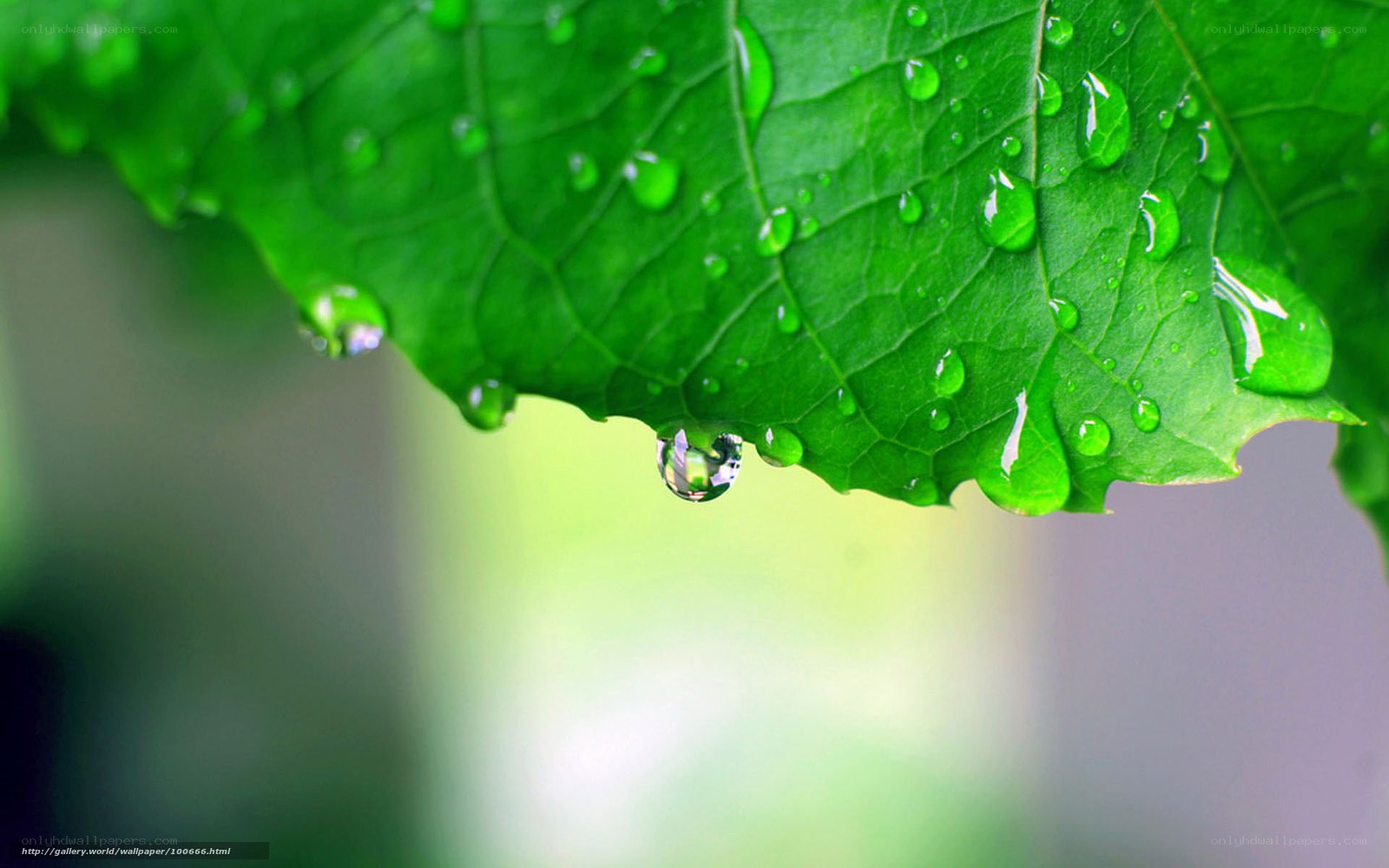 Water droplets on a green leaf