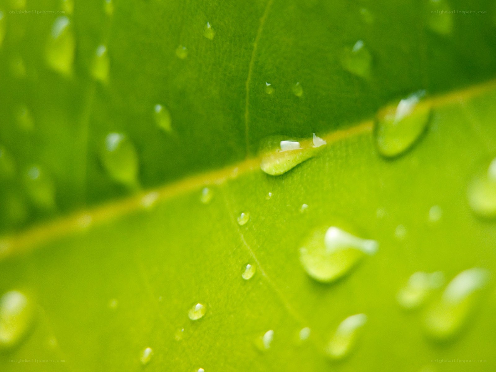 Water droplets on a green leaf