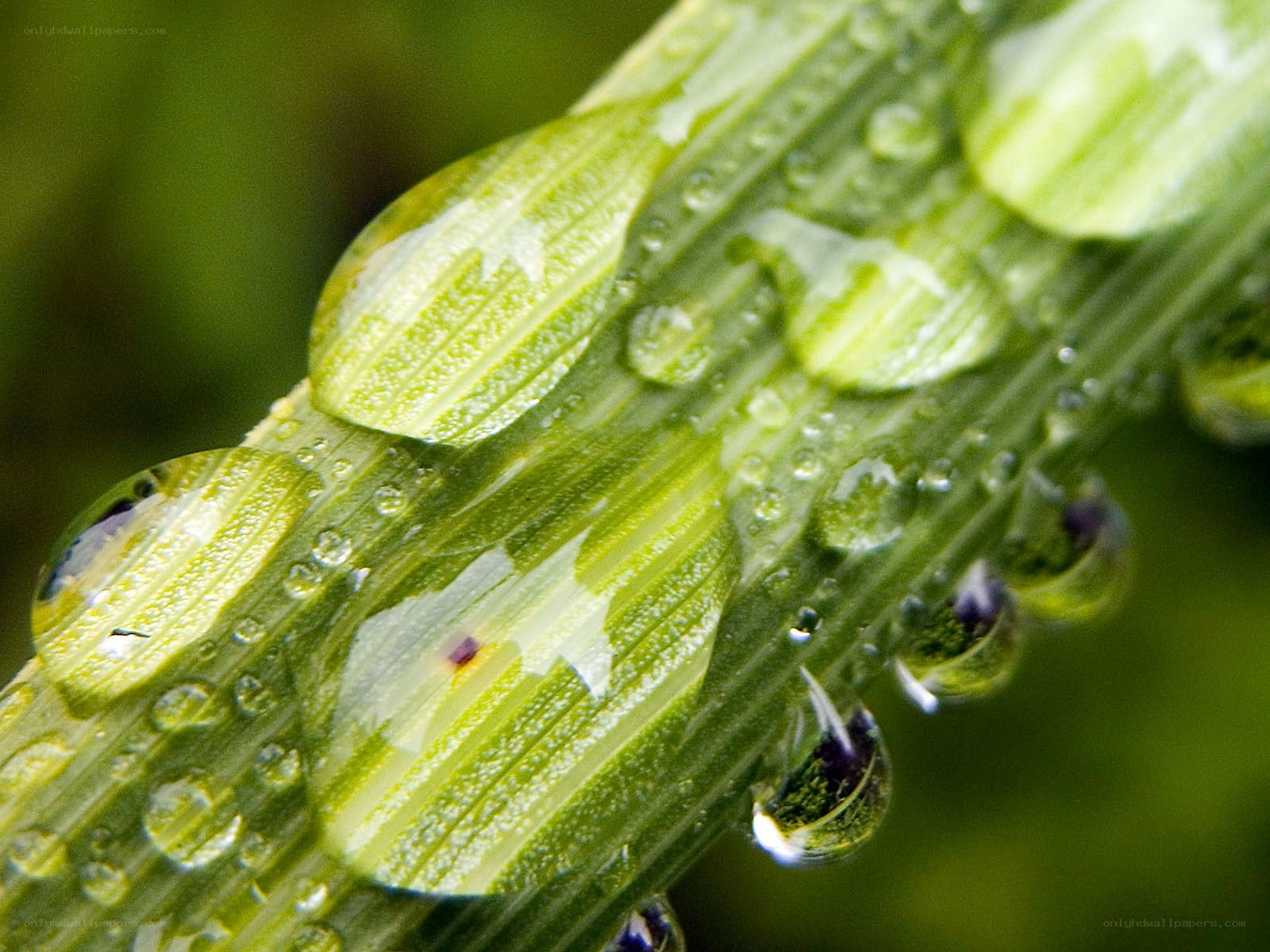 Water droplets on a green leaf