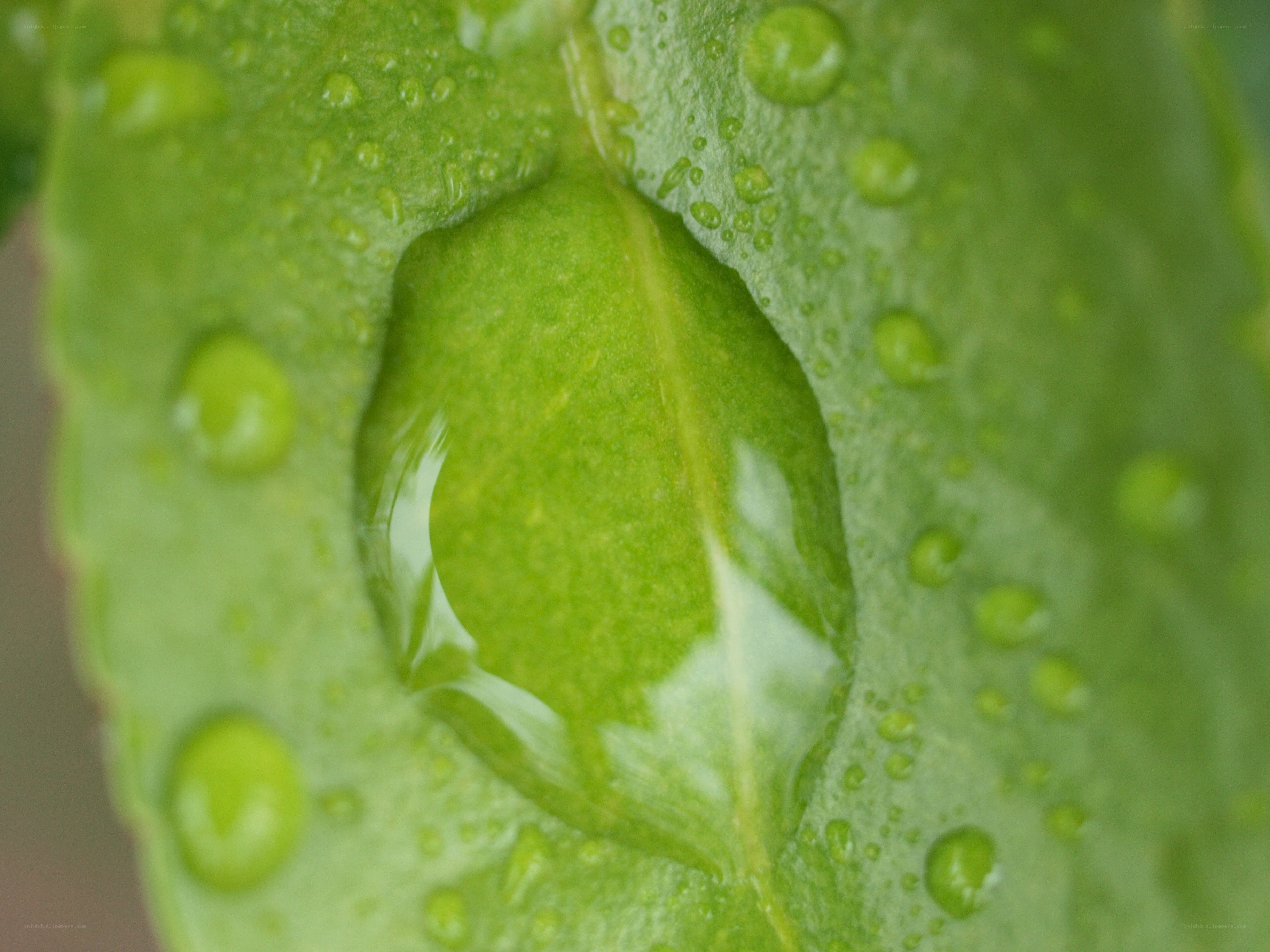 Water droplets on a green leaf