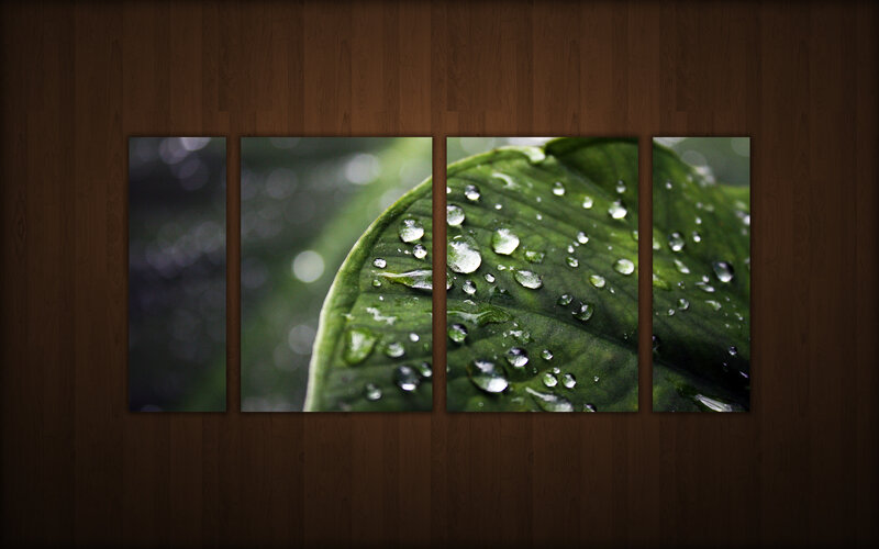 Water droplets on a green leaf