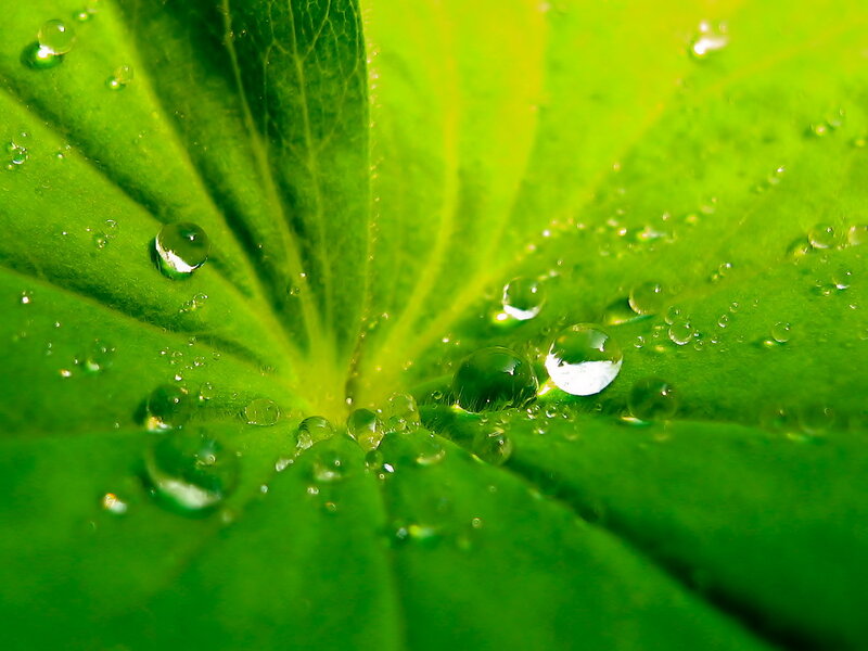 Water droplets on a green leaf