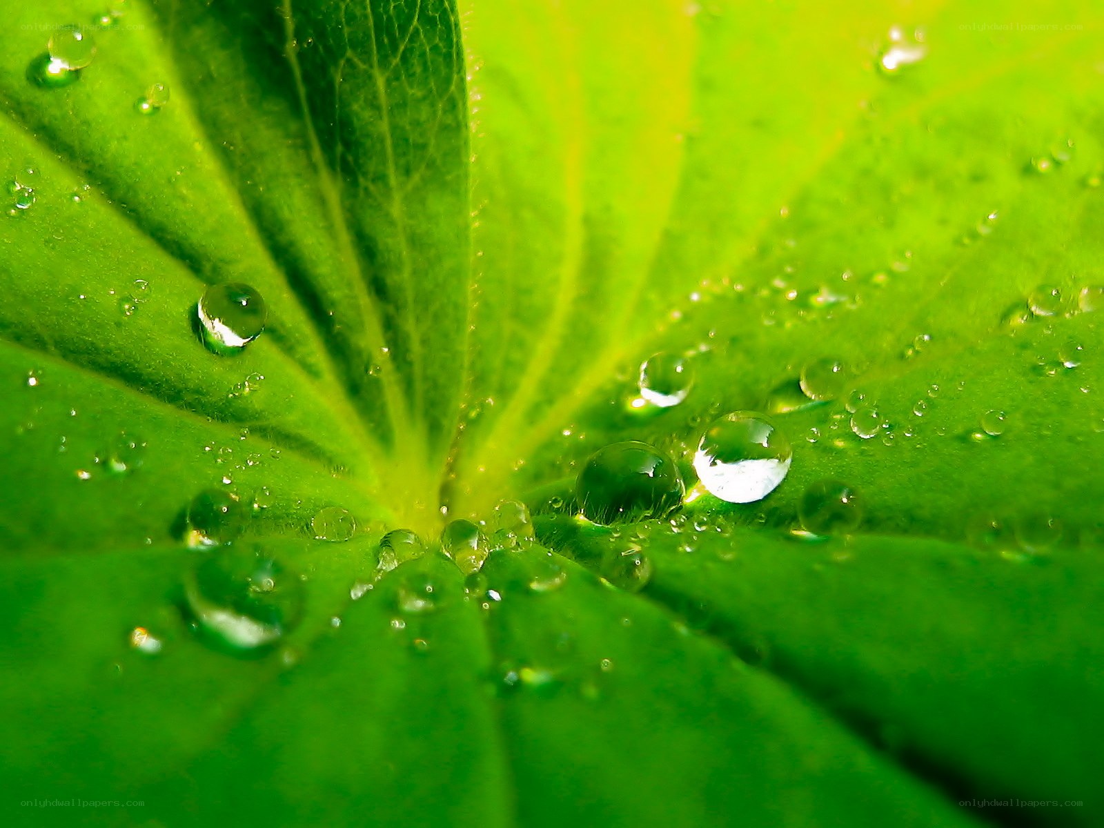 Water droplets on a green leaf