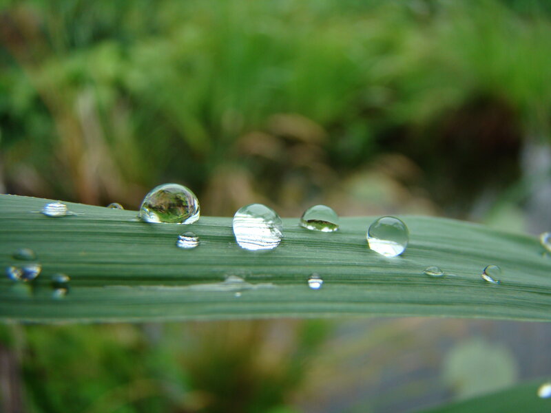 Water droplets on a green leaf