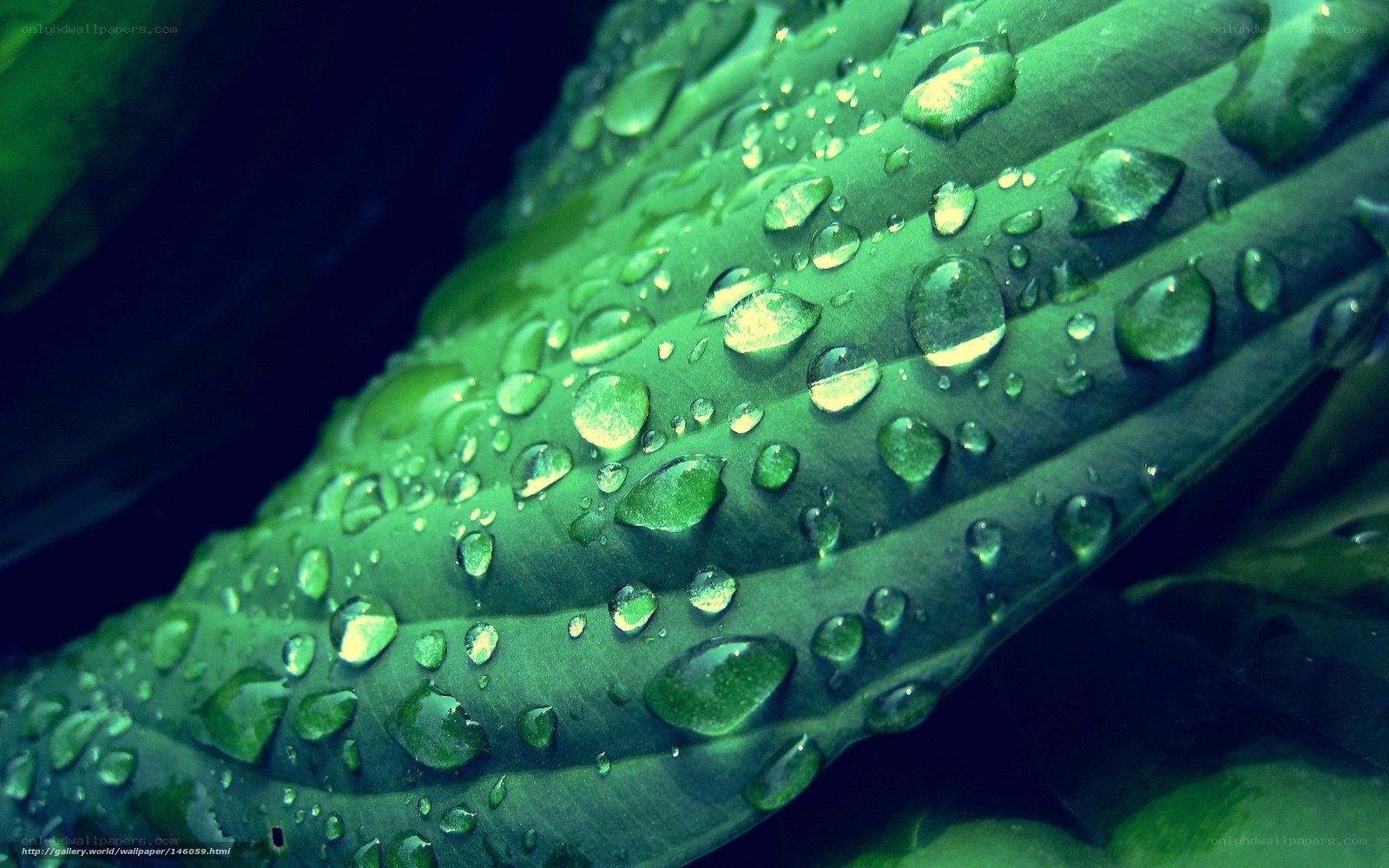 Water droplets on a green leaf