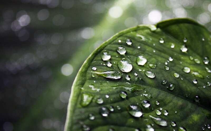 Water droplets on a green leaf
