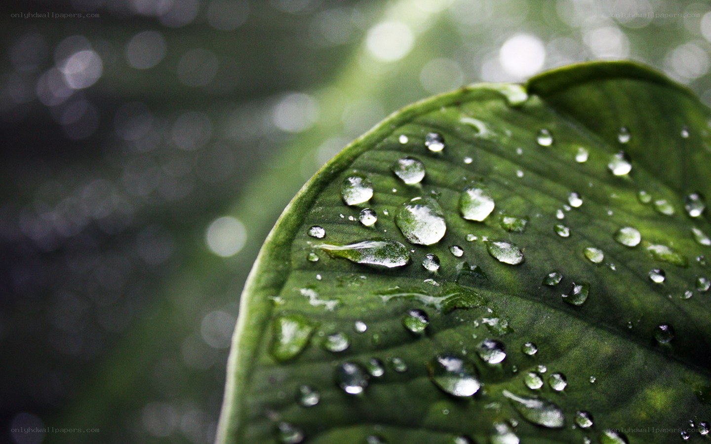 Water droplets on a green leaf