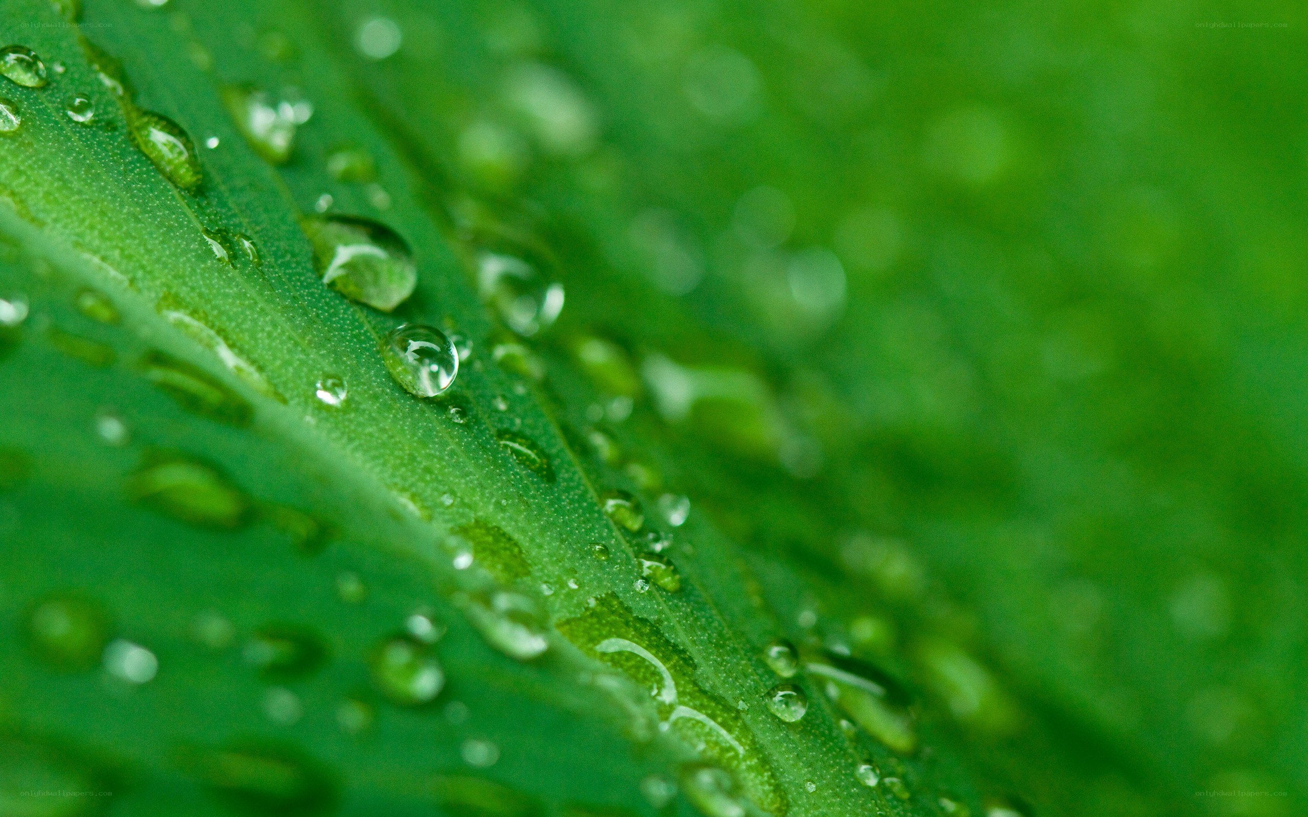 Water droplets on a green leaf