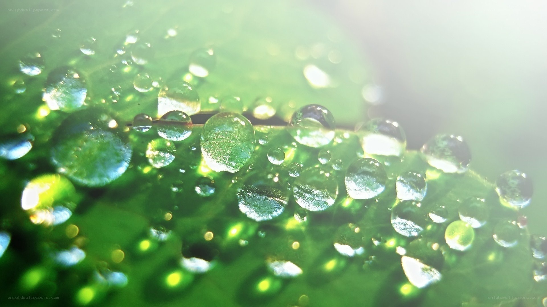 Water droplets on a green leaf